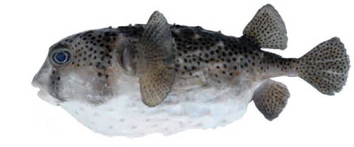 Chilomycterus reticulatus_07.jpg